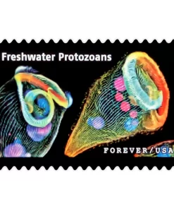 Life Magnified Forever Stamps